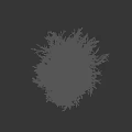 Lush Green Bush With Dense Hanging Branches And Foliage Against Black Background