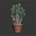 Healthy Green Cactus Plant Growing in Orange Clay Pot on Gray Background