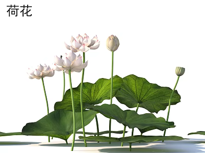 Beautiful Blooming White Lotus Flowers With Large Green Leaves And Fresh Buds In Pond 3d model