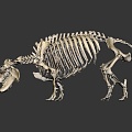 Modern skeleton dinosaur skeleton dinosaur fossil 3d model