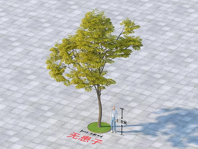 Green Leafy Arbor With Brown Trunk On Square Paving Tiles Near Person And Measuring Tool 3d model