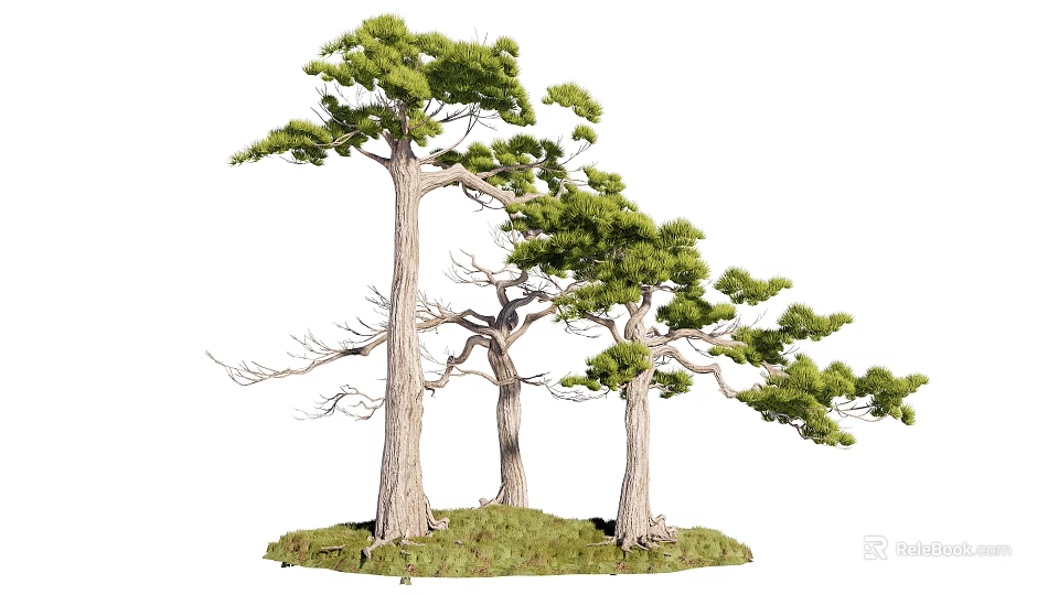 Three Tall Arbor Trees With Green Canopies And Textured Trunks On Lush Grass Base 3d model 