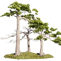 Three Tall Arbor Trees With Green Canopies And Textured Trunks On Lush Grass Base
