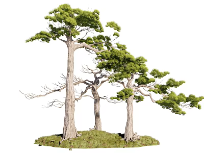 Three Tall Arbor Trees With Green Canopies And Textured Trunks On Lush Grass Base 3d model