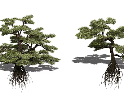 Two Ornamental Trees With Exposed Roots And Lush Green Canopies 3d model
