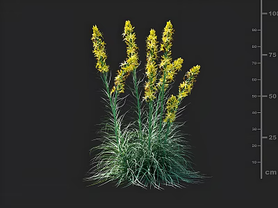 Yellow Flowering Plants with Green Foliage Displayed with Height Measurement Ruler in Natural Growth Form 3d model