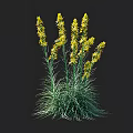 Yellow Flowering Plants with Green Foliage Displayed with Height Measurement Ruler in Natural Growth Form