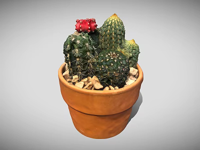 Potted Cactus With Multiple Green Cacti And Red Bloom In Terracotta Pot With Pebbles 3d model