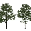 Two Green Arbor Trees With Lush Foliage And Brown Trunks On Gray Background 3d model