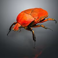 Red Beetle Close Up View With Vibrant Orange Exoskeleton And Black Legs