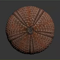 Round Orange Red Sea Urchin With Spiny Surface And Multiple Holes