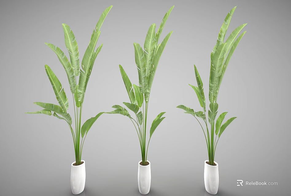 Three Green Bonsai Potted Plants with Large Leaves in White Pots 3d model 