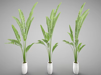 Three Green Bonsai Potted Plants with Large Leaves in White Pots 3d model