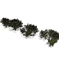 Various Arbor Trees With Different Green Foliage And Natural Growth Forms 3d model