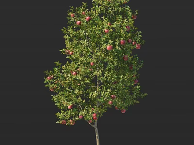 Lush Fruit Bearing Tree Laden With Abundant Green Leaves And Juicy Red Apples 3d model