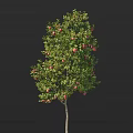 Lush Fruit Bearing Tree Laden With Abundant Green Leaves And Juicy Red Apples