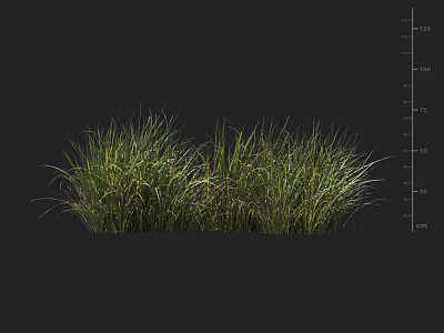 Lush Green Grass Clumps Against Dark Background With Height Measurement Scale 3d model