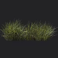 Lush Green Grass Clumps Against Dark Background With Height Measurement Scale