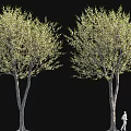 Two Tall Trees With Green Leaves And Person Walking Beside On Black Background
