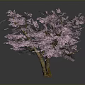 Blooming Pink Flowering Tree With Lush Branches Against Gray Background