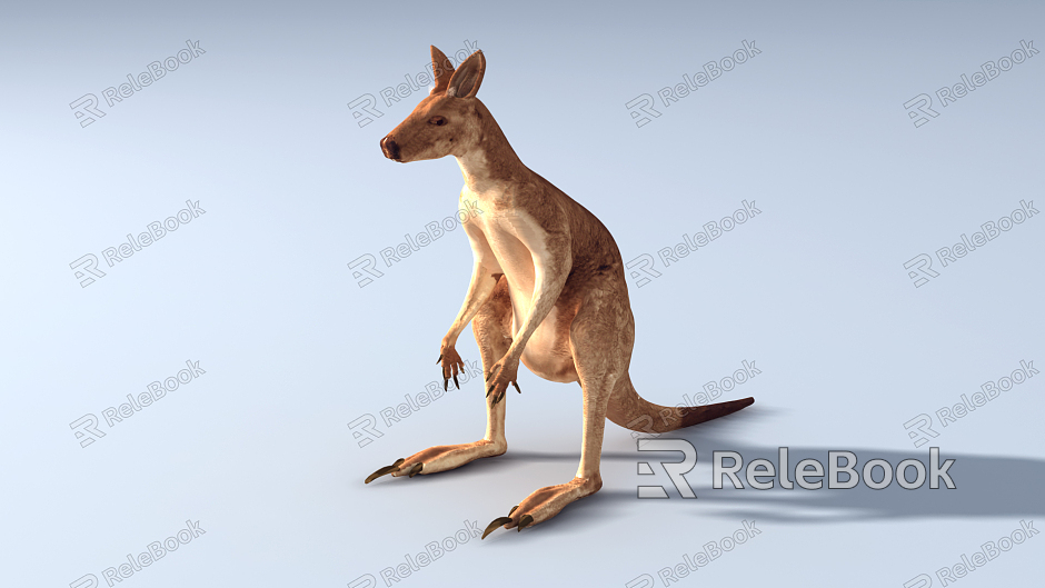 Modern Kangaroo model