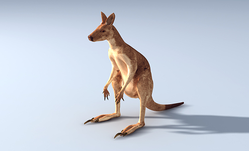 Modern Kangaroo 3d model