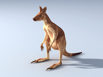 Modern Kangaroo 3d model