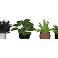 Potted Plants With Green Leafy Ferns Ornamental Grasses In Woven Ceramic And Black Pots