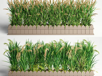 Green Crops With Golden Ears In Modern Wooden Planter For Outdoor Garden 3d model