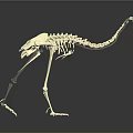 White Animal Skeleton With Long Tail And Clawed Feet On Black Background