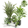 Bonsai Potted Plants With Various Green Leafy Species And Decorative Pots