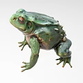 Frog shape 526 3d model