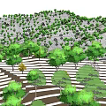 Green Trees Arranged on Terraced Hillside with Lush Vegetation Growth