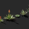 Aloe Plants With Red Flowers In Various Sizes On Black Background With Reflections