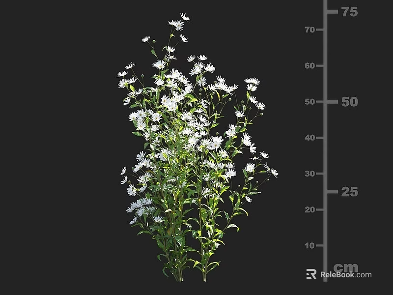 Green Leaf Shrub With White Flowers And 75 Cm Height Measurement 3d model 