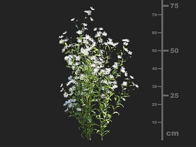 Green Leaf Shrub With White Flowers And 75 Cm Height Measurement 3d model
