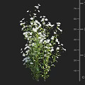 Green Leaf Shrub With White Flowers And 75 Cm Height Measurement
