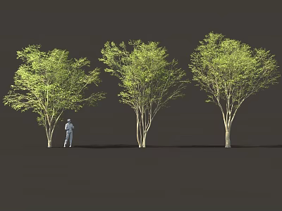 Tall Green Leafy Trees With Person Standing Beside On Dark Background 3d model