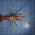 Colorful Spiny Lobster As Aquatic Animal On Blue Tiled Background With Long Antennas