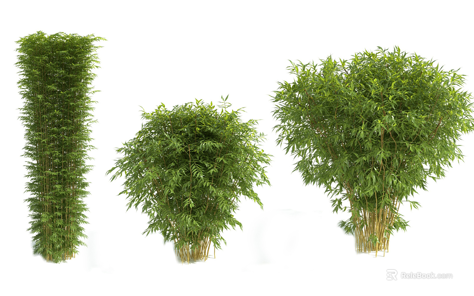 Different Types Of Lush Green Bamboo Plants With Tall Stems And Foliage For Garden Decoration 3d model 