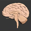 Human Brain 3D Anatomical Model Detailed View Showing Cerebral Lobes And Brainstem