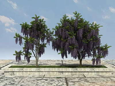 Two Arbor Trees With Purple Flowers Against Blue Sky And Stone Pavement 3d model