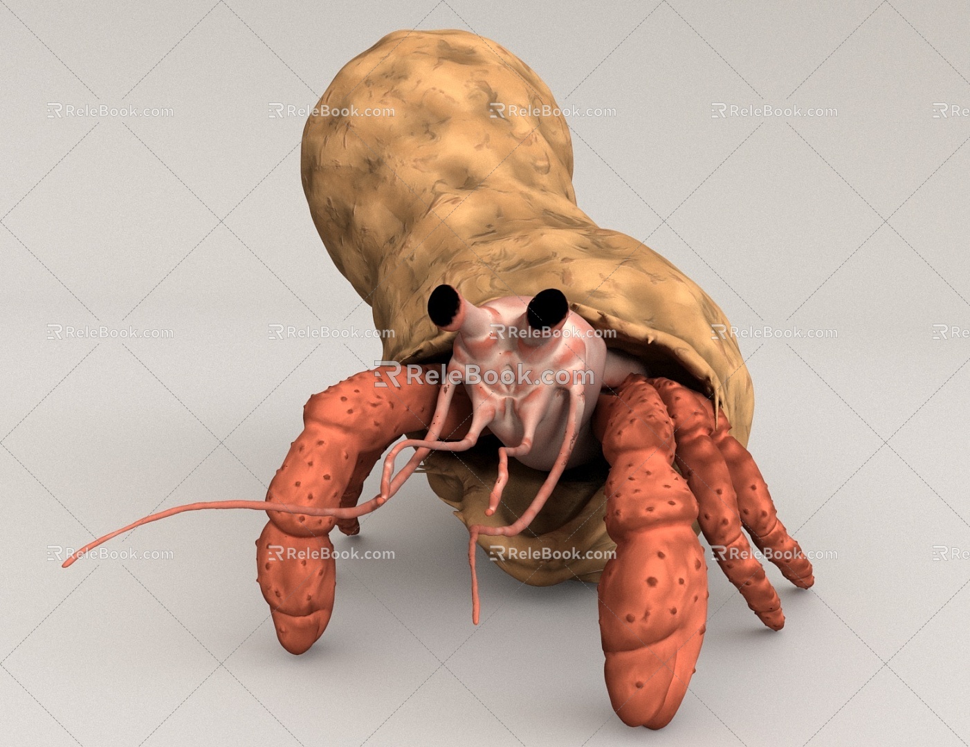 Hermit Crab Marine Life 3d model