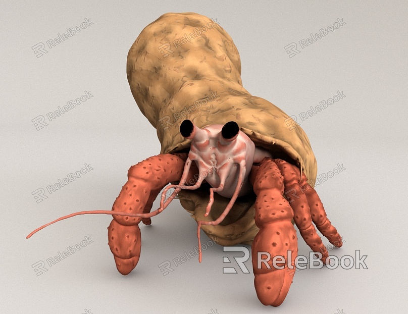 Hermit Crab Marine Life model