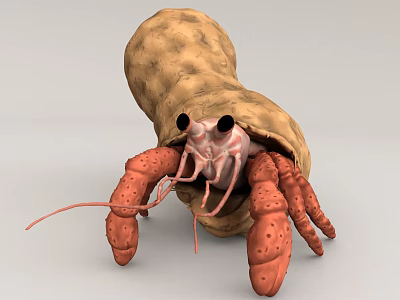 Hermit Crab Marine Life 3d model