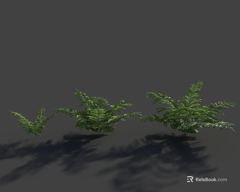 Three Different Sizes of Ferns Against Gray Background with Natural Shadows 3d model 