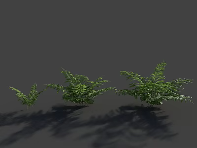 Three Different Sizes of Ferns Against Gray Background with Natural Shadows 3d model