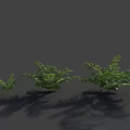 Three Different Sizes of Ferns Against Gray Background with Natural Shadows