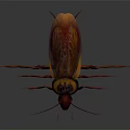 Red Brown Cockroach With Long Antennae And Legs On Gray Background