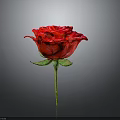 Vibrant Red Rose Flower With Green Stem And Leaves On Gray Background